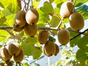 Fresh Kiwi Fruit Magnus Organic