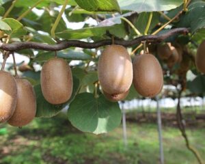 Best Quality Mezuva Kiwi Fruit Fresh Packaging Size: 12 KG