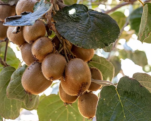 Kiwi Fruit