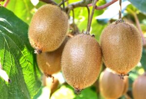 A Grade Fresh Organic Kiwi Fruits