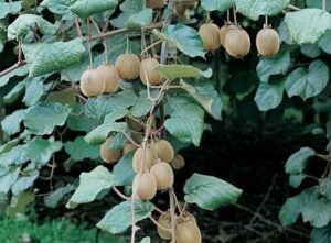 Fresh Kiwi Fruit Supplier – Healthy & Nutritious Superfood
